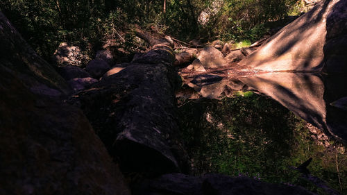 Close-up of tree in forest