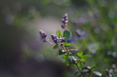 Close-up of insect on flower