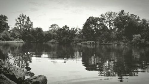 Reflection of trees in water