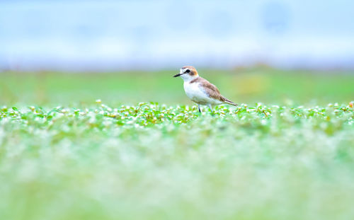 Bird perching on a field