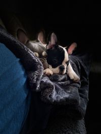 Dog relaxing at home