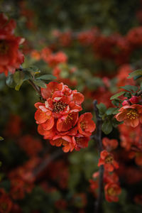 Close-up of red flowering plant