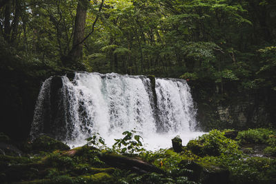 Scenic view of waterfall in forest