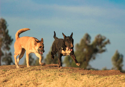 View of dogs on land against sky