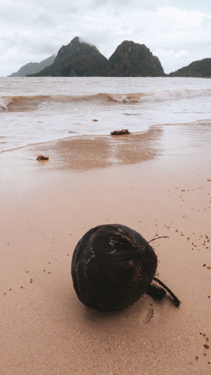 TURTLE ON BEACH