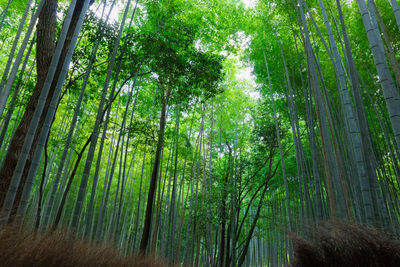 Bamboo forest at arashiyama, kyoto, japan. bamboo forest is famous in kyoto