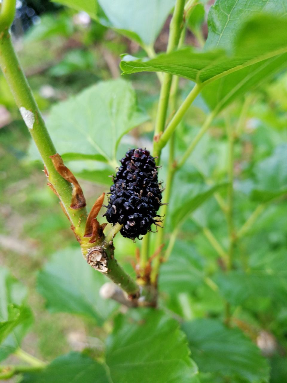 growth, nature, plant, green color, outdoors, close-up, no people, beauty in nature, day, insect, tree, animal themes