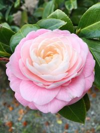 Close-up of pink rose