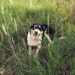 Dog resting on grassy field