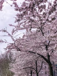 Low angle view of cherry blossom tree