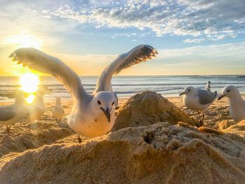 Swans at beach against sky during sunset