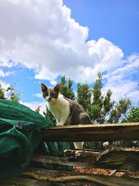 Low angle view of cat sitting on wood against sky