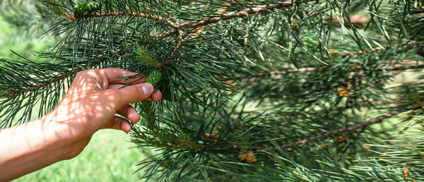 Cropped hand holding plant