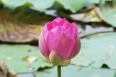 Close-up of pink lotus water lily in pond