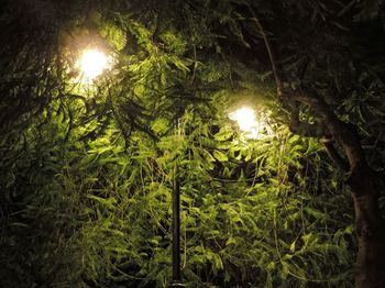 Low angle view of illuminated trees against sky