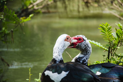 Close-up of swan swimming in lake