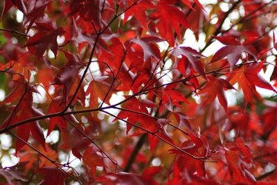 Low angle view of maple leaves on tree