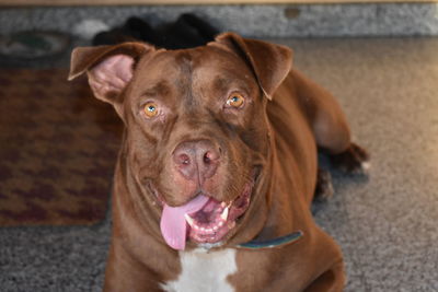 Close-up portrait of dog resting on floor