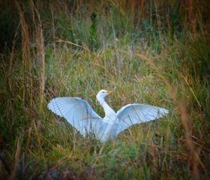 Bird in grass