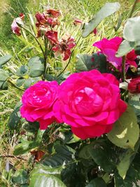 High angle view of pink rose bouquet