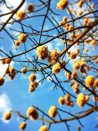 Low angle view of cherry blossoms