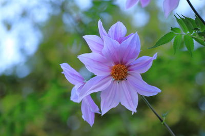 Close-up of white flowering plant