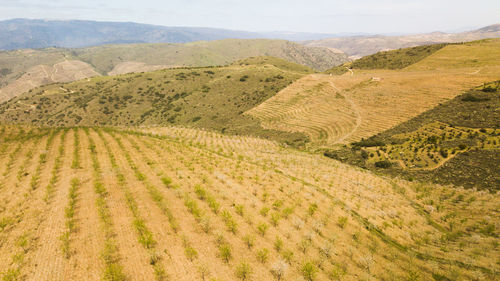 Scenic view of agricultural field with almond tree in douro