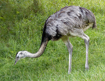 Side view of a bird on field