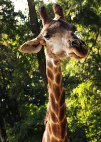 Close-up of giraffe