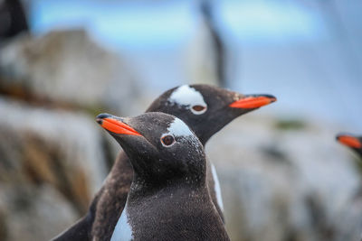 Close-up of a bird