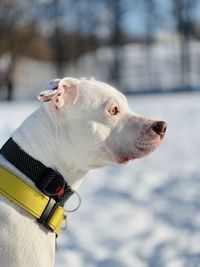 Close-up of a dog looking away