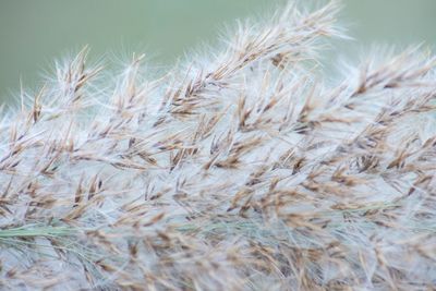 Close-up of wheat plants on field