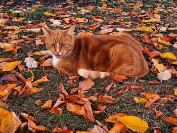 Cat lying down on field during autumn