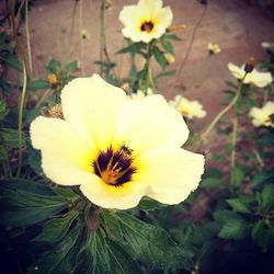 Close-up of white flower
