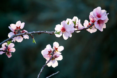 Close-up of pink cherry blossoms