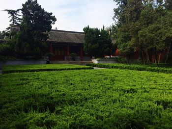 Lawn in front of house on field against sky