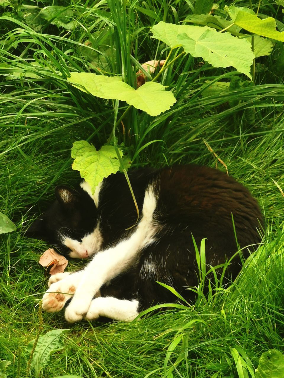 animal, animal themes, mammal, plant, grass, cat, one animal, green, pet, domestic animals, nature, no people, relaxation, growth, day, high angle view, feline, lying down, domestic cat, flower, field, resting, plant part, land, outdoors, leaf