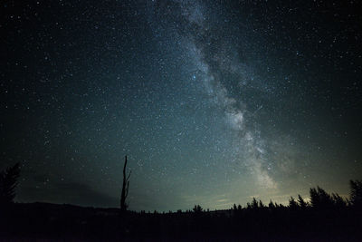 Low angle view of silhouette trees against star field at night