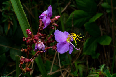 Close-up of purple flowering plant