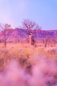 Bare tree on field against sky