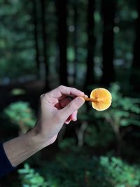 Midsection of person holding leaf in forest