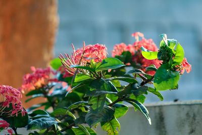 Close-up of red flowering plant