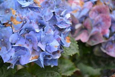 Close-up high angle view of flowers