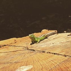 Insect on leaf