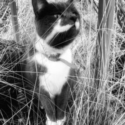 Cat in pond