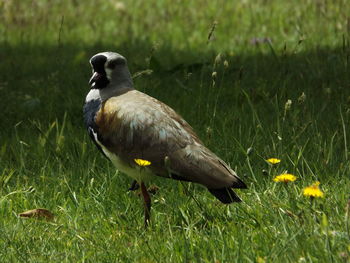 Close-up of bird on grassy field