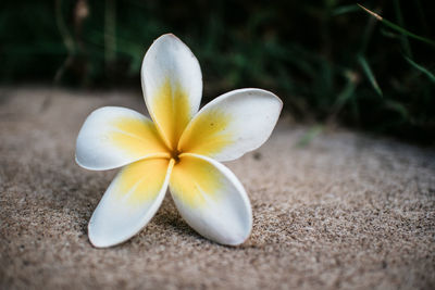 Close-up of frangipani on flower