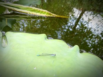 Close-up of green leaf floating on water