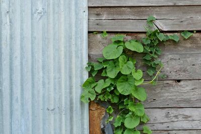 Close-up of ivy growing on old wall