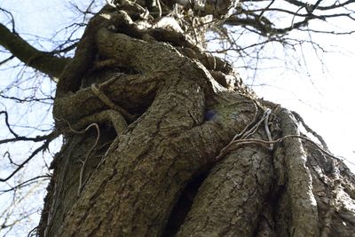Low angle view of bare tree against sky